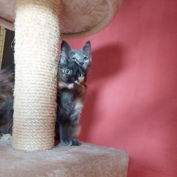 Penelope E Fiona, 3 Mesi Dolcissime Aspettano Una Casa